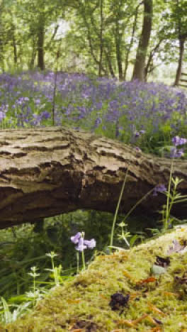 Vertikale-Video-Glockenblumen,-Die-In-Großbritannien-Wachsen,-Wald-Umgestürzter-Baum-Im-Vordergrund